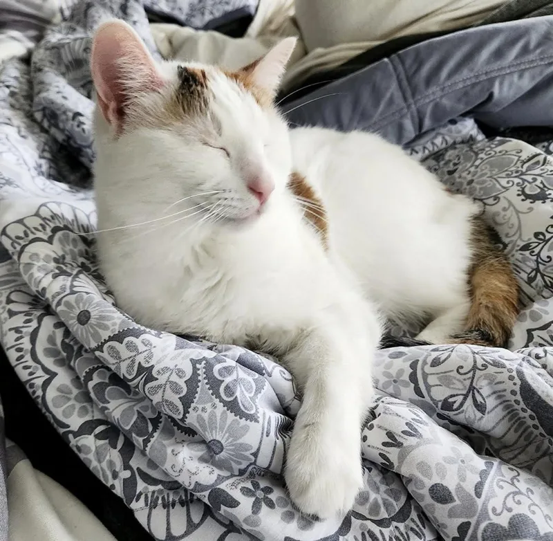An adult medium-sized female Domestic Short Hair cat named Pretzel & Bagel for adoption in Rochester, NY