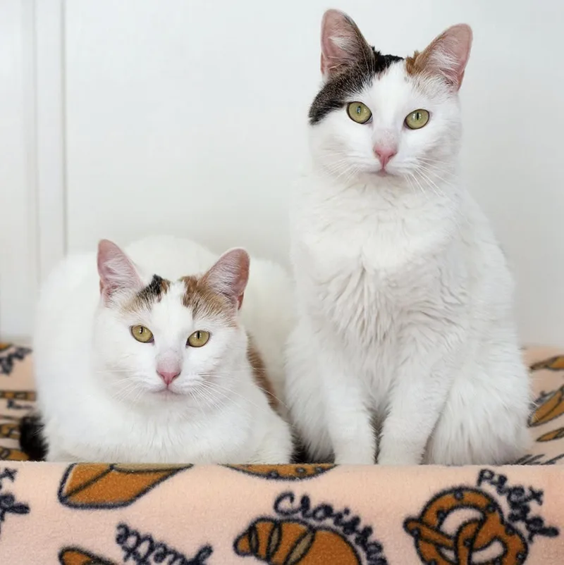 Pretzel & Bagel thumbnail 2