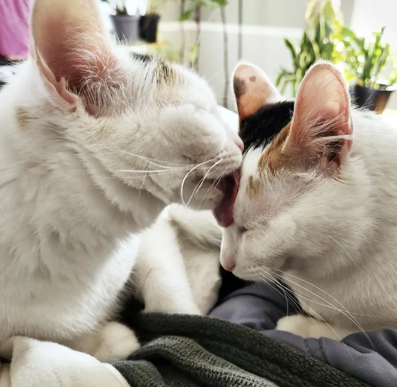 Pretzel & Bagel thumbnail 3