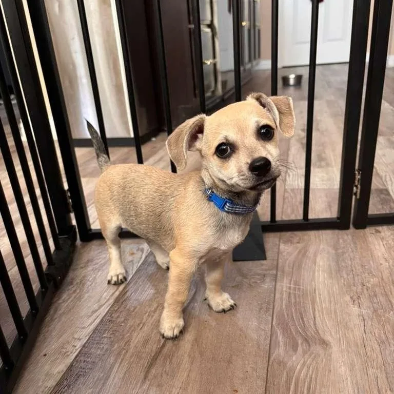 A baby small-sized male Chihuahua dog named Robin Hood for adoption in Martinez, CA