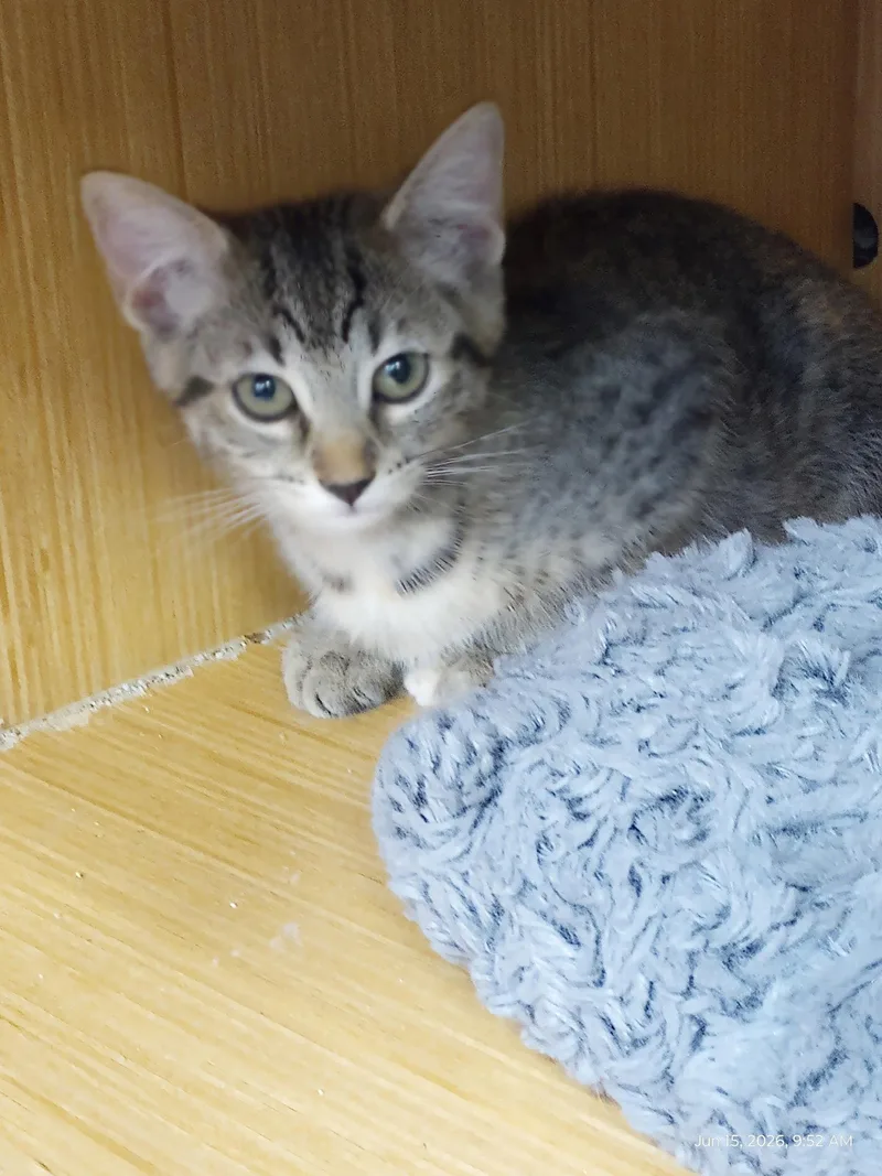 A baby medium-sized female Gray & White Domestic Short Hair cat named Birch for adoption in Plano, TX