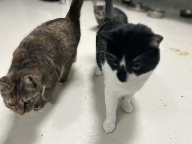 An adult large-sized male White Domestic Short Hair cat named Archie M for adoption in West Nyack, NY