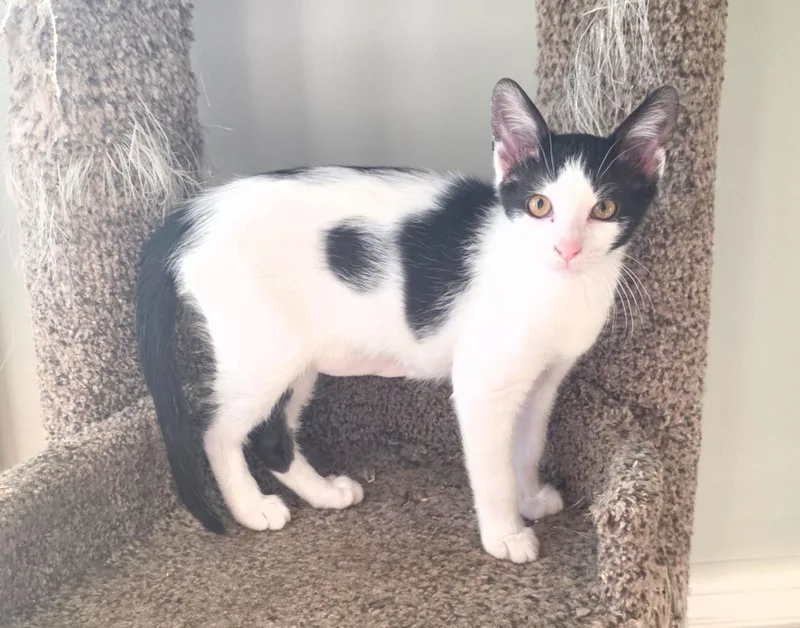 A young medium-sized female Black & White / Tuxedo Domestic Short Hair cat named Duchess for adoption in Marietta, GA