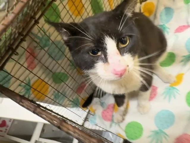 An adult small-sized male Domestic Short Hair cat named Christian for adoption in Tustin, CA
