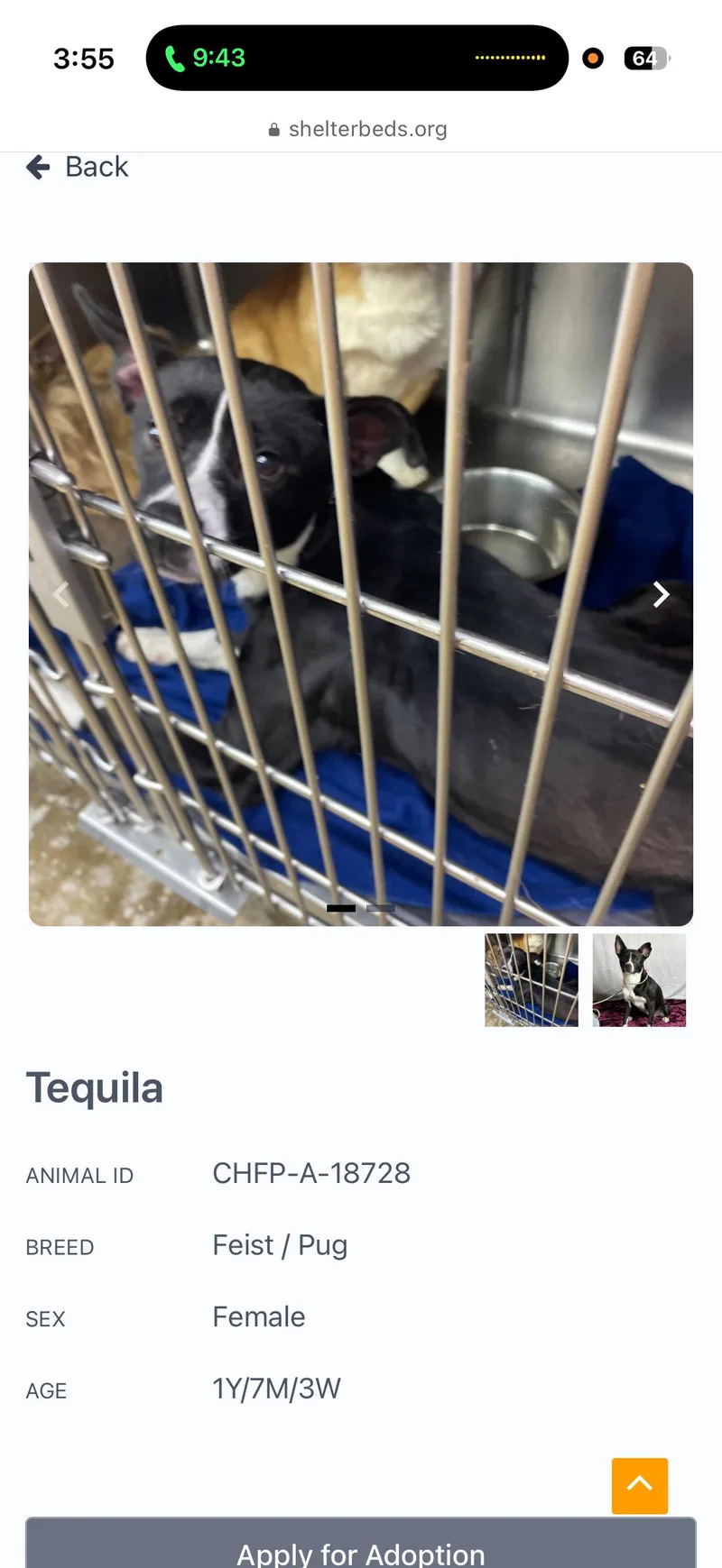 Tequila thumbnail 2