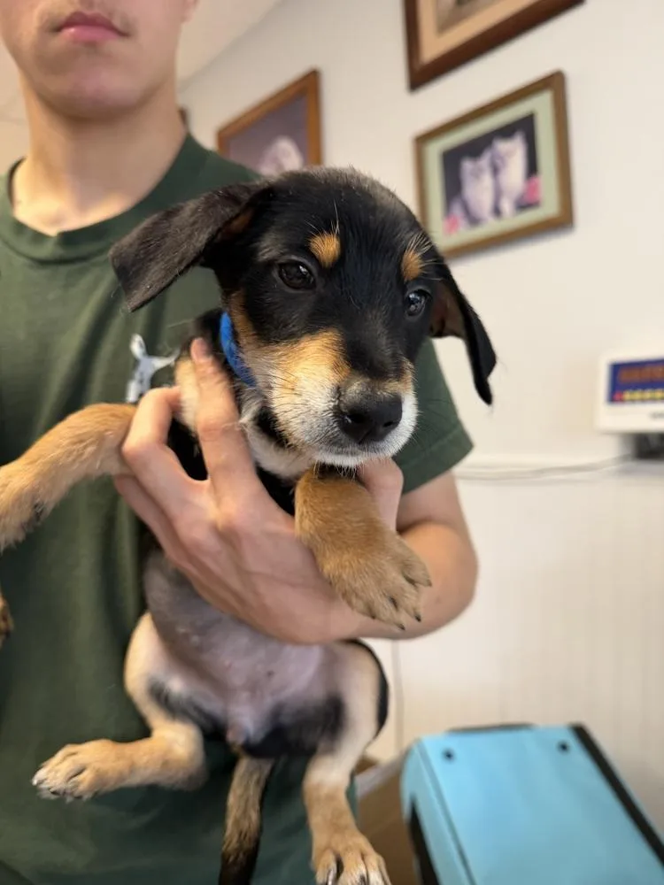 A baby small-sized female Tricolor (Brown, Black, & White) Rottweiler dog named Joanne for adoption in Ontario, CA