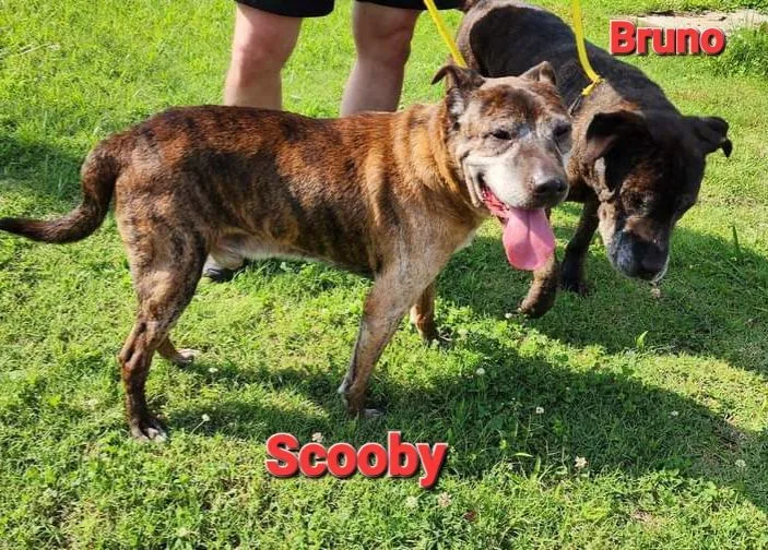 Scooby And Bruno thumbnail 2