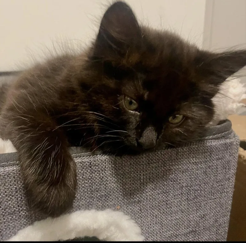 A baby medium-sized male Black Domestic Medium Hair cat named Orzo for adoption in Walled Lake, MI