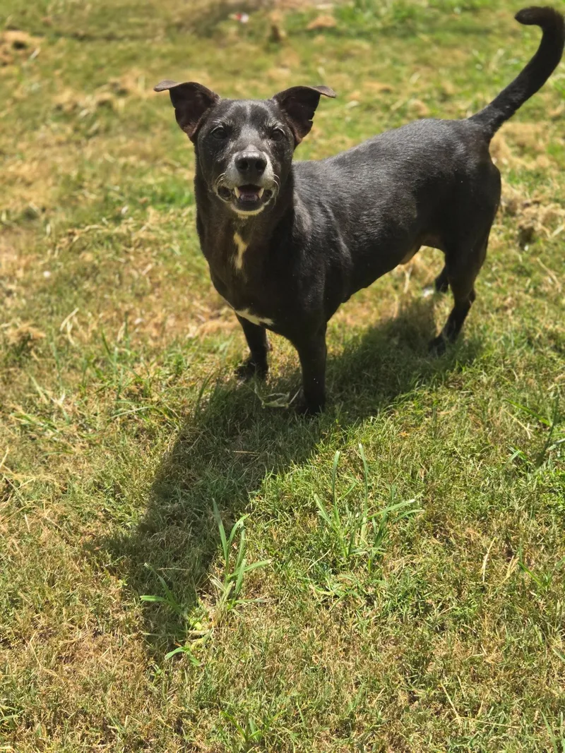 A senior small-sized male Terrier dog named Scottie for adoption in Chatsworth, GA
