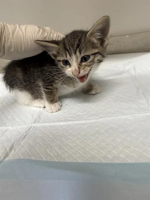 A baby small-sized female Domestic Short Hair cat named Peony for adoption in Baytown, TX