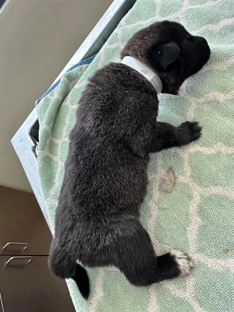 A baby medium-sized female German Shepherd Dog dog named A for adoption in Lancaster, CA