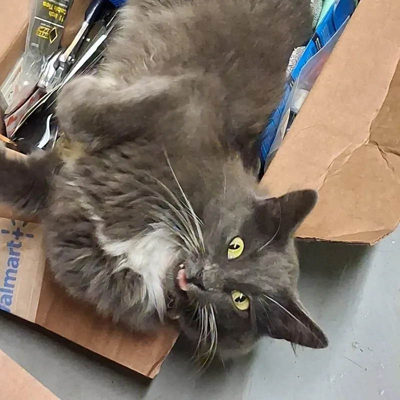 An adult small-sized female Russian Blue cat named Bitsy for adoption in Lake City, MN