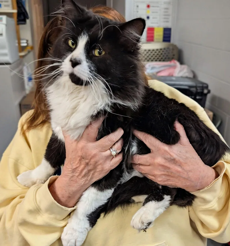 C Litter Mr. Meow thumbnail 2