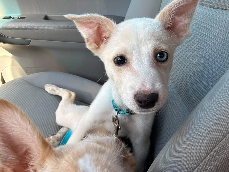 A baby medium-sized male Corgi dog named Popcorn for adoption in Lutz, FL