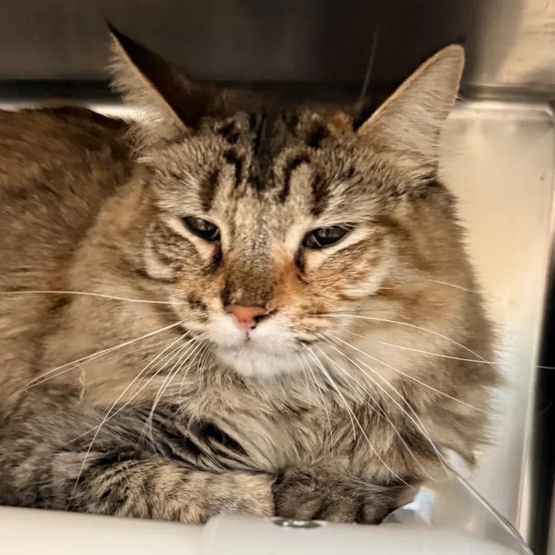 A young large-sized female Gray / Blue / Silver Domestic Long Hair cat named Kara for adoption in Palm Springs, CA