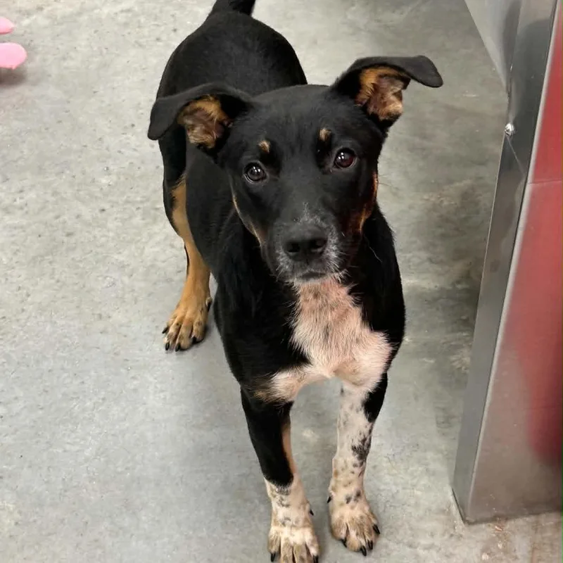 A young medium-sized female Australian Cattle Dog / Blue Heeler dog named Theon for adoption in Manchester, TN