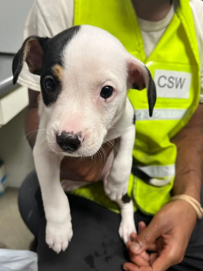 A baby small-sized female Terrier dog named Maple for adoption in Hopkinsville, KY