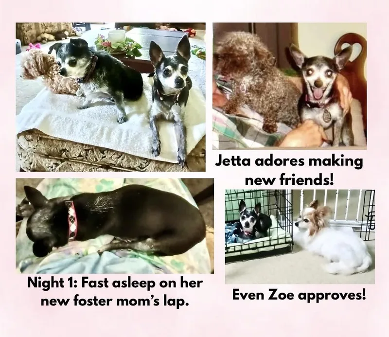 A senior small-sized female Tricolor (Brown, Black, & White) Chihuahua dog named Jetta for adoption in Westfield, NY