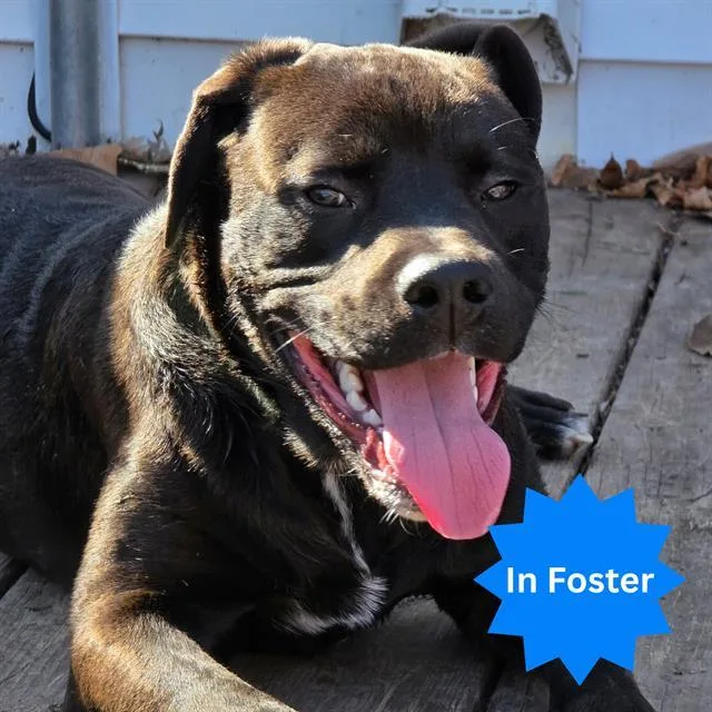 A young large-sized male Labrador Retriever dog named Chomp for adoption in Indianapolis, IN