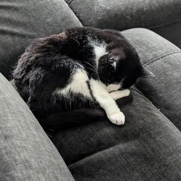A senior medium-sized male Black & White / Tuxedo Domestic Short Hair cat named Rupert for adoption in Washington, PA