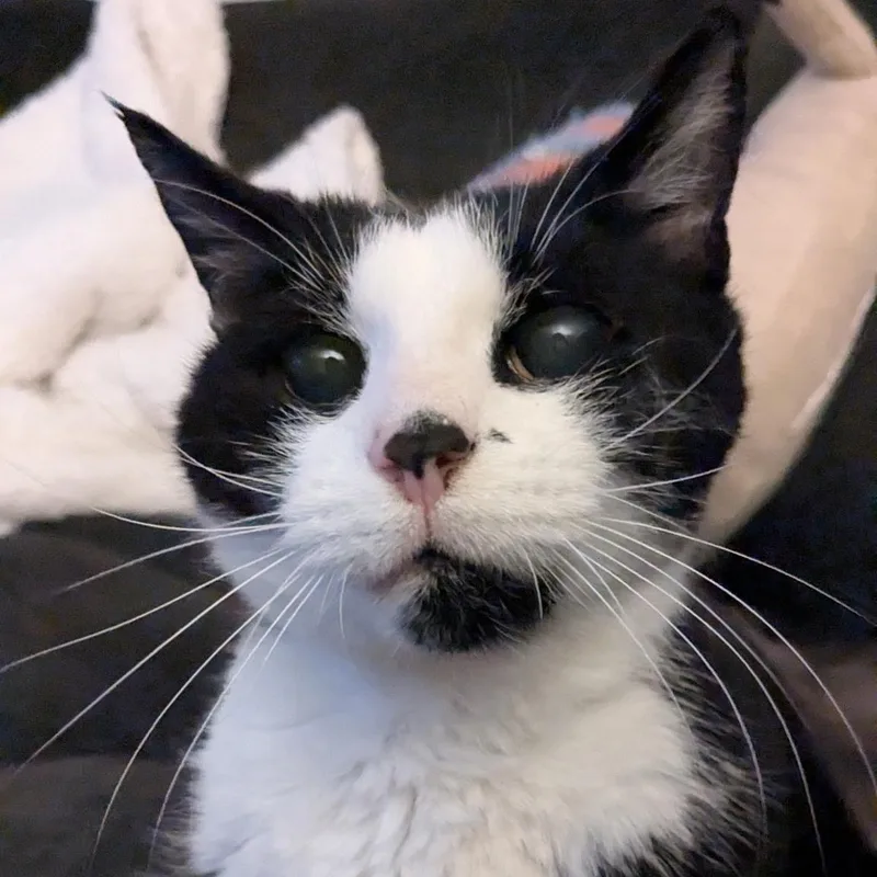 Rupert thumbnail 2