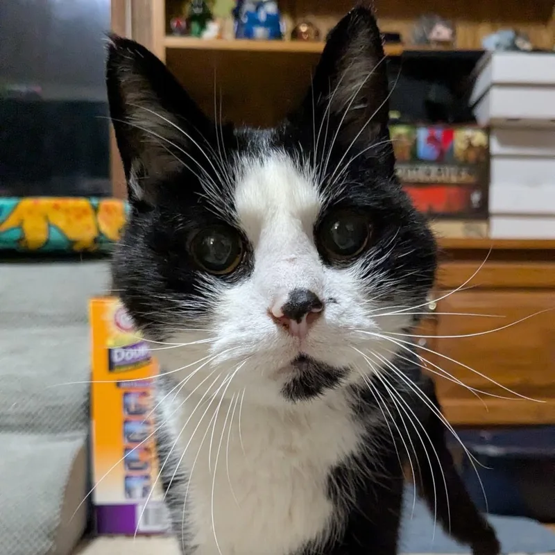 Rupert thumbnail 3