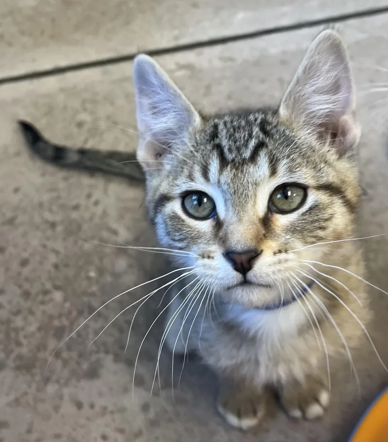A baby medium-sized male Tabby (Buff / Tan / Fawn) Domestic Short Hair cat named Gelato for adoption in Buena Vista, CO