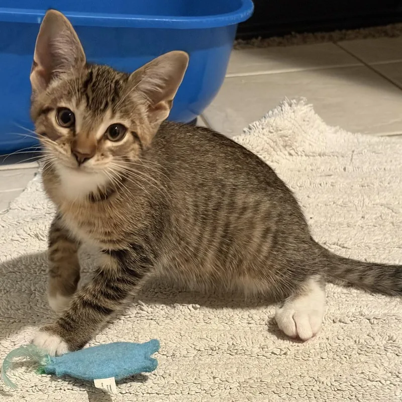 A baby small-sized male Brown / Chocolate Domestic Medium Hair cat named Pawtato C for adoption in Princeton, MN