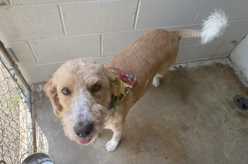 An adult medium-sized female Brown / Chocolate Labradoodle dog named Sassy for adoption in Lexington, TN