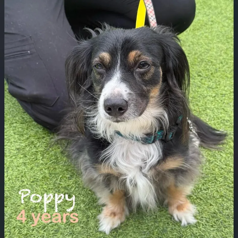 An adult small-sized female Black Dachshund (Miniature Long Haired) dog named Poppy for adoption in Tampa, FL