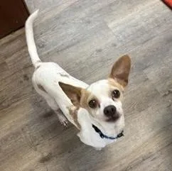 Lil Boy