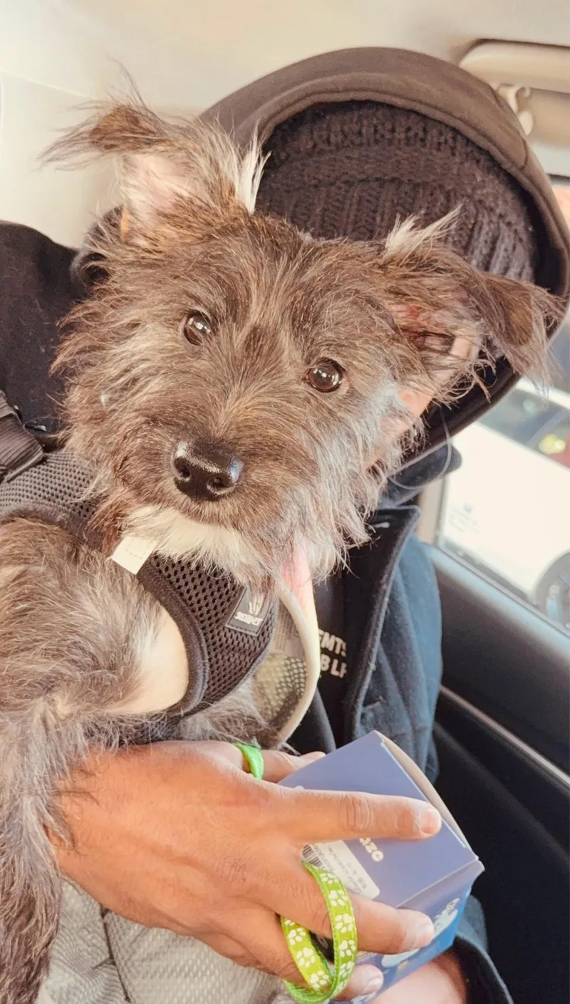 A young small-sized male Black Yorkie Poo dog named Frankie for adoption in New York, NY