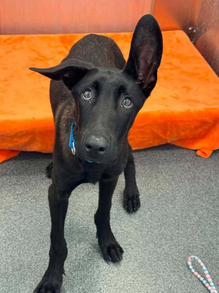 A baby medium-sized male Tricolor (Brown, Black, & White) Belgian Shepherd / Malinois dog named Pickles Located in for adoption in Imlay City, MI