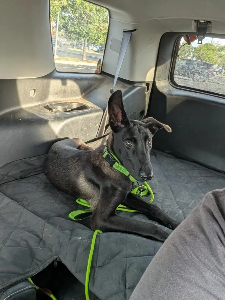 Pickles  Located in thumbnail 2