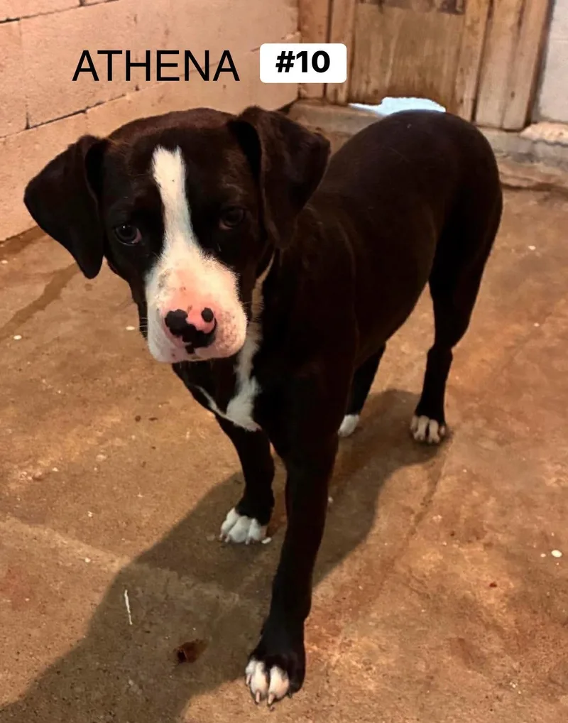 A baby medium-sized female Mixed Breed dog named Athena for adoption in Seth, WV