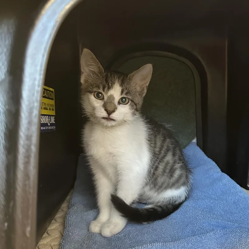 A baby small-sized female White Domestic Short Hair cat named Cici for adoption in Fort Wayne, IN