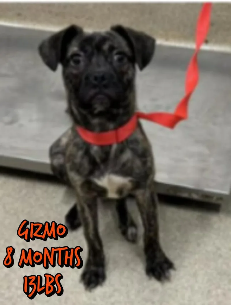 A young small-sized male Boston Terrier dog named Gizmo for adoption in Holbrook, NY