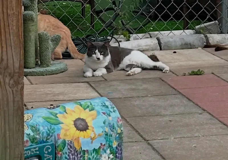 An adult large-sized male Domestic Short Hair cat named Mushroom for adoption in Spring Hill, FL