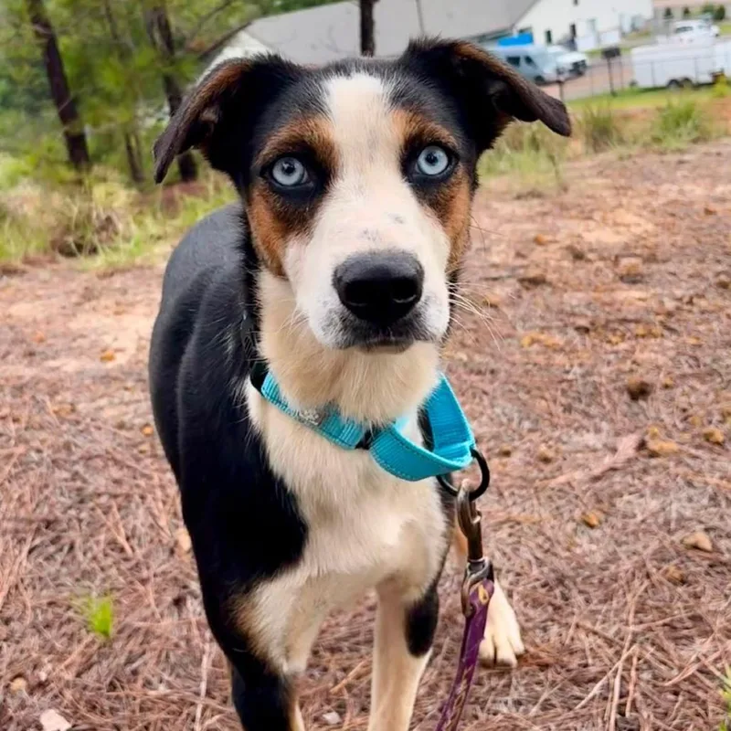 A young medium-sized female Black Catahoula Leopard Dog dog named Remy for adoption in Marshall, TX