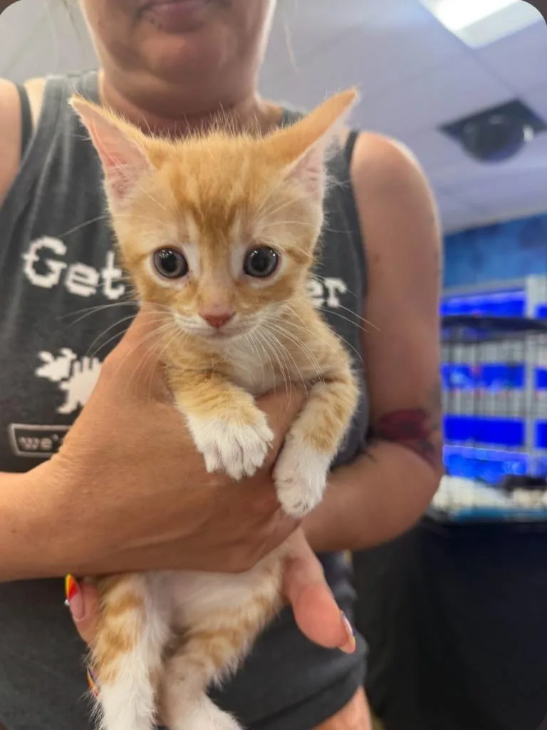 A baby small-sized female Domestic Short Hair cat named Maple for adoption in San Jacinto, CA