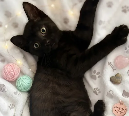 A baby medium-sized male Black & White / Tuxedo Domestic Short Hair cat named Wisteriaq & Asterq for adoption in North Highlands, CA