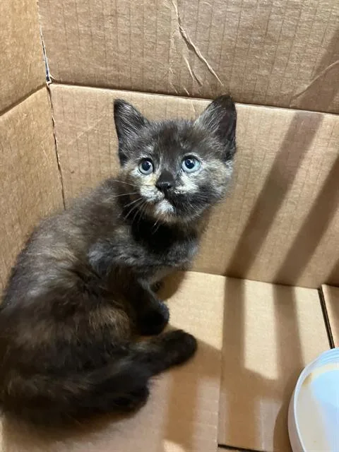 A baby medium-sized female Domestic Short Hair cat named Coco for adoption in Dallas, TX