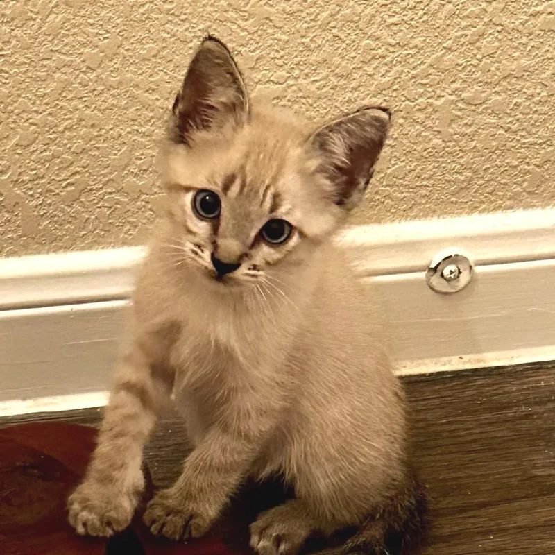 A baby small-sized male Cream / Ivory Siamese cat named Harvey Milk for adoption in Austin, TX