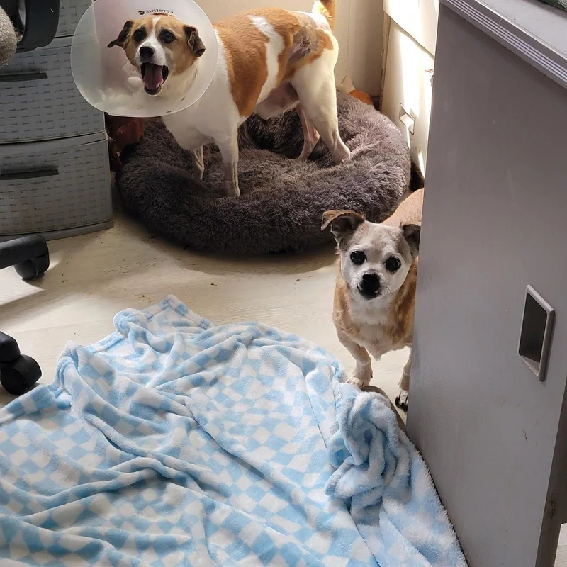 A senior small-sized male Chihuahua dog named Max RDS for adoption in Rockaway, NJ
