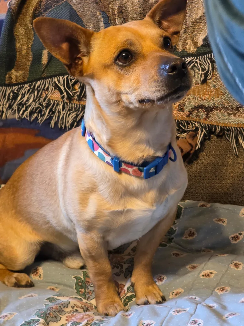 An adult small-sized male Yellow / Tan / Blond / Fawn Chihuahua dog named Hank for adoption in Faribault, MN