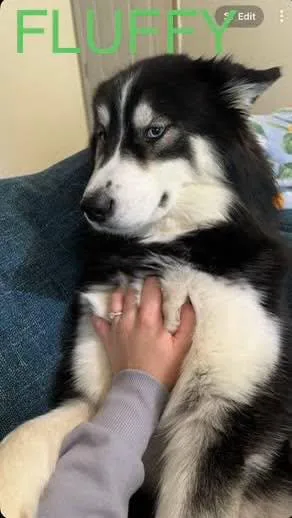 A young large-sized female Black Alaskan Malamute dog named Fluffy for adoption in White Oak, PA