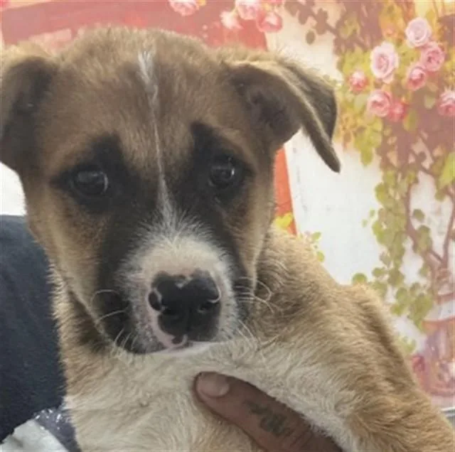 A baby small-sized male German Shepherd Dog dog named Crumb Cake for adoption in San Bernardino, CA