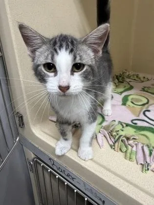 A baby medium-sized male Domestic Short Hair cat named Pomni for adoption in Pequot Lakes, MN