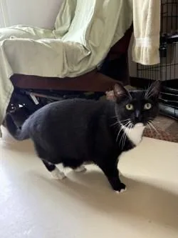 An adult medium-sized male Domestic Short Hair cat named Chandler for adoption in Black River Falls, WI