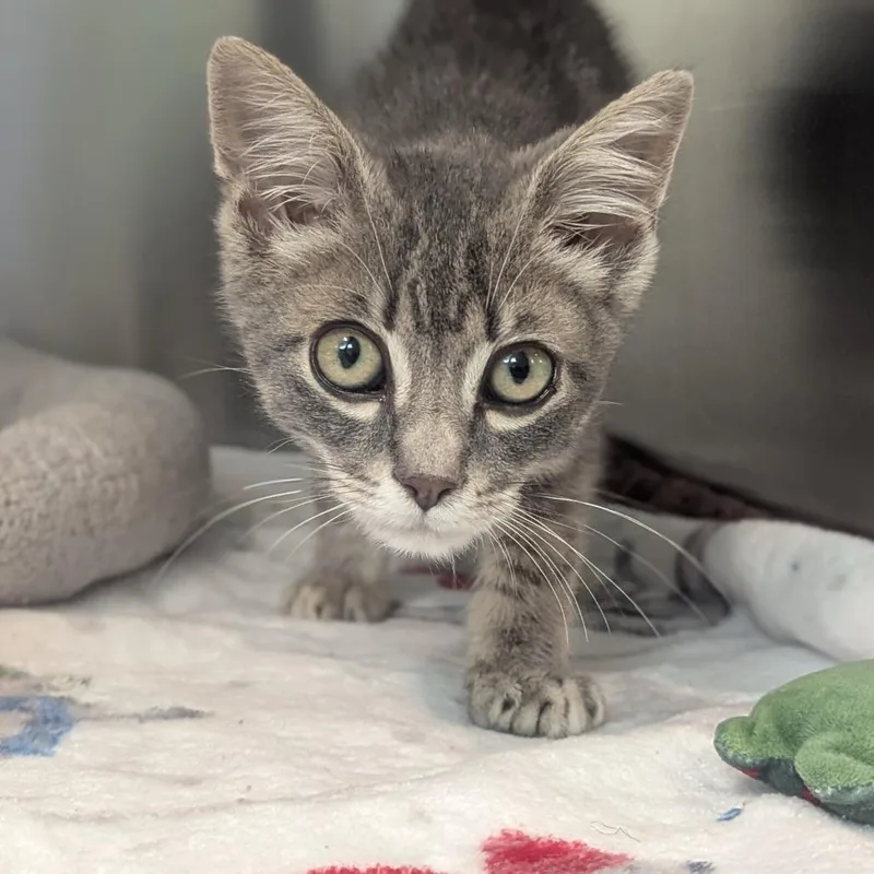 A baby medium-sized male Tabby (Gray / Blue / Silver) Domestic Short Hair cat named Puddin for adoption in Fenton, MI